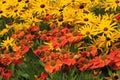 Yellow and orange autumn flower boarder Royalty Free Stock Photo