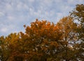 Yellow orange autumn foliage of trees and blue sky nature background Royalty Free Stock Photo