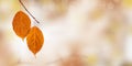Yellow orange autumn leaf with drops from rain, Autumn season concept, natural colored autumnal foliage close up Royalty Free Stock Photo
