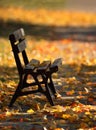 Yellow and orange autumn leaves, lonely bench in a park.