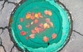 Yellow and Orange Autumn Leaves in a Puddle on a Manhole Green Cover, Cracked Asphalt Around Royalty Free Stock Photo