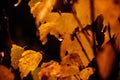 yellow and orange autumn leaves with single raindrop