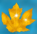 Yellow -orange autumn maple leaf isolated on white background. school print Royalty Free Stock Photo