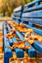 Yellow-orange autumn maple leaves on a blue wooden bench in the Royalty Free Stock Photo