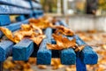 Yellow-orange autumn maple leaves on a blue wooden bench in the Royalty Free Stock Photo