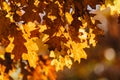 Yellow And Orange Autumn Tree Leaves In Fall Royalty Free Stock Photo