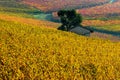 Yellow and orange autumnal vineyards on the hills in Italy