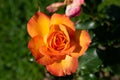 Yellow-orange beautiful single rose in sun light Royalty Free Stock Photo