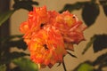 Yellow-orange bicolour rose flower in the garden