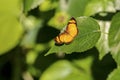 Yellow, orange, black butterfly, Iguazu, Misiones, Argentina