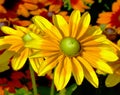 Yellow and orange black-eyed or African daisy flower with soft background Royalty Free Stock Photo