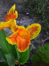 Yellow with Orange Blooming Asian Canna Flowers