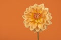 Yellow and orange chrysant flower on a orange background Royalty Free Stock Photo