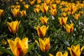 Yellow orange blooming Tulip (Tulipa Lilieae) flowers Royalty Free Stock Photo