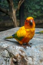 Yellow, orange, blue and green color parrot is standing on the r Royalty Free Stock Photo