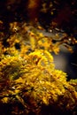 Yellow, orange and brown autumn leaves and foliage from a Robinia pseudoacacia tree in a dark frame. Warm evening