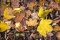 Fall autumn background with autumn leaves