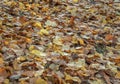 Yellow, orange and brown foliage of during leaf fall on the ground park