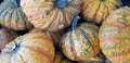 Yellow and orange bumpy pumpkins with stems