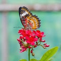 Yellow-orange butterfly Royalty Free Stock Photo