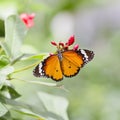 Yellow-orange butterfly Royalty Free Stock Photo