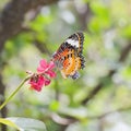 Yellow-orange butterfly Royalty Free Stock Photo