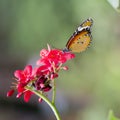 Yellow-orange butterfly Royalty Free Stock Photo