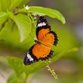 Yellow-orange butterfly Royalty Free Stock Photo