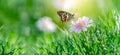 The yellow orange butterfly is on the white pink flowers in the green grass fields Royalty Free Stock Photo