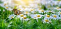 The yellow orange butterfly is on the white pink flowers in the green grass fields