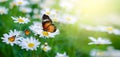 The yellow orange butterfly is on the white pink flowers in the green grass fields Royalty Free Stock Photo