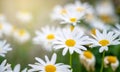 The yellow orange butterfly is on the white pink flowers in the green grass fields Royalty Free Stock Photo