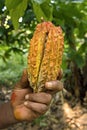 Yellow-orange cacao fruit, Fresh cocoa pod in hands with a cocoa Royalty Free Stock Photo