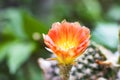 The yellow-orange cactus flowers focus on flowers Royalty Free Stock Photo