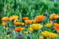 Yellow and orange calendula flowers in the autumn garden. Marigold flower Royalty Free Stock Photo