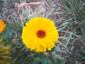 Yellow calendula officinalis.