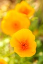 Yellow Orange California Poppy From Above Close-Up Royalty Free Stock Photo