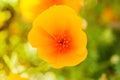 Yellow Orange California Poppy Closeup Detail Royalty Free Stock Photo