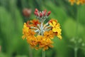 Yellow and orange candelabra primrose in close up