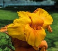 Yellow and orange Canna flower in the garden Royalty Free Stock Photo
