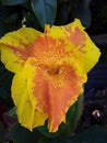 Yellow orange Canna flower Royalty Free Stock Photo