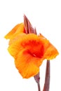 Yellow orange Canna Lily fower with drop of water. Royalty Free Stock Photo