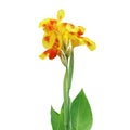 Yellow Orange Canna Lily Plant Flower Isolated on White Background Royalty Free Stock Photo