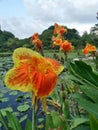 Yellow and orange Cannas flower