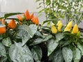 Yellow and orange chilli peppers on a bush covered with raindrops. Home growing and gardening. Spicy food, spices and Royalty Free Stock Photo