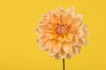 Yellow and orange chrysant flower on a yellow background