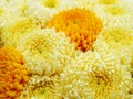 Yellow and orange chrysanthemum flowers closeup Royalty Free Stock Photo