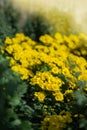 Yellow and orange chrysanthemums on a blurry background. In autumn, beautiful bright chrysanthemums bloom luxuriantly in the Royalty Free Stock Photo