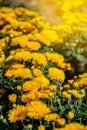 Yellow and orange chrysanthemums on a blurry background. In autumn, beautiful bright chrysanthemums bloom luxuriantly in the Royalty Free Stock Photo