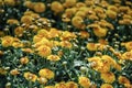 Yellow and orange chrysanthemums on a blurry background. In autumn, beautiful bright chrysanthemums bloom luxuriantly in the Royalty Free Stock Photo